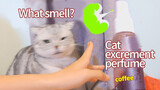 Membuat kucing mencium bau kopi tahi kucing, apakah mereka akan suka?