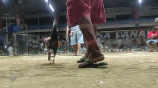 milaor 3cock derby,malaking farm nakalaban,nice fight sir.  win