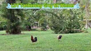 LDT Tankersley Grey 6x Winner