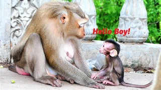 Kind Loves And Support!, Mother Monkey Julia Welcomes Baby Juventus Warmly