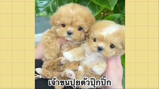 เพื่อนตัวน้อย สัตว์เลี้ยงแสนซน : เจ้าขนปุยตัวปุ๊กปิ๊ก