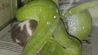 livefeeding carper phyton & green tree phyton ( morelia spilota / morelia viridis )