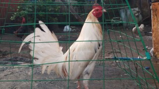 2cock ulutan at san isidro arena ! our white kelso ! patay muling nabuhay !