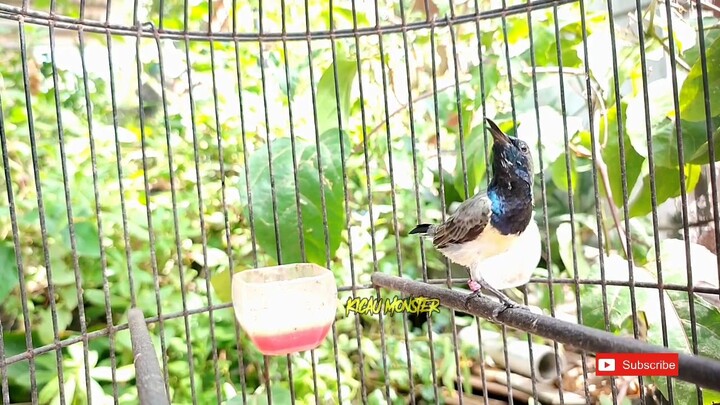 PANCINGAN BUNYI SOGON BAHAN LANGSUNG RESPON