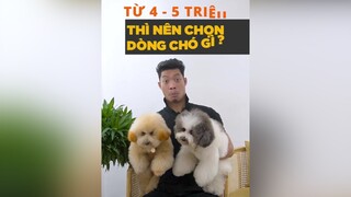 4 tới 5 chiệu thì nên chọn dòng chó gì?