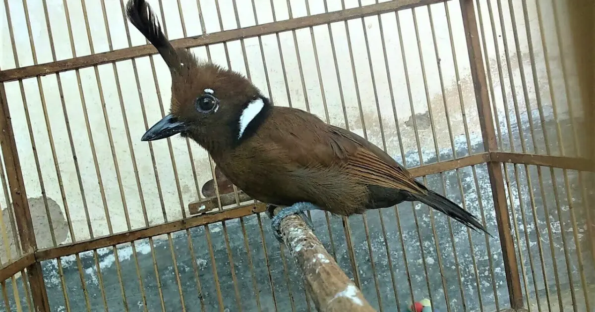 Suara Burung Cililin Jernih Nembak RAPAT Mudah Di Tirukan - Bstation