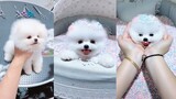 Tik Tok Chó phốc sóc mini Funny and Cute Pomeranian Videos