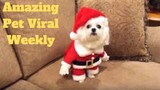 💥Amazing Pets Viral Weekly😂🙃💥of 2020 | Funny Animal Videos💥👌