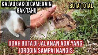 Ya Allah Tega Banget Kucing Buta Malah Di Sia-Siakan Bikin Pecinta Kucing Pada Sedih..!