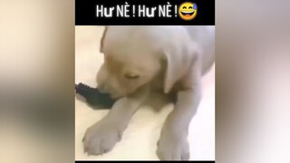 Hư nè! Hư Nè😅dog thucung yeudongvat pet animals fyp foryou thucungvuinhon dongvathaihuoc