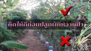 ผักหวานป่าปลูกผิดต้องรีบแก้ การปลูกผักหวานป่าที่ไม่ควรพลาด!|ผักก้านตงถั่วแฮและผักหวานป่า