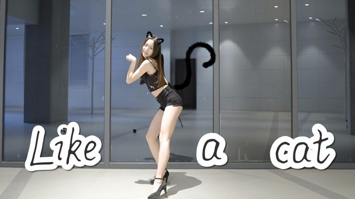 [DANCECOVER] Vũ đạo phòng tập 'Like a cat' -AOA