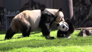 [Panda] Apakah ada yang istimewa dari caraku tumbuh dewasa?