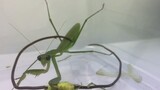 Anoreksia mantis sembuh karena diberi makan hair snake?