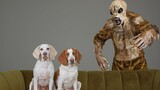 Dogs vs Hobgoblin Prank สุนัขตลก Maymo & Potpie Battle Hobgoblin Monster สำหรับวันฮาโลวีน