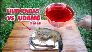 EKSPERIMEN: UDANG GALAH VS LILIN PANAS.. 5 Jam Direndam Lilin Panas sampai matang #experiment