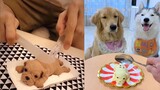 Dog Reaction to Cutting Cake - Funny Dog Cake Reaction Compilation