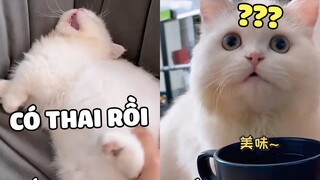 Mèo 5 tháng tuổi có thai ?? Chuyện gì xảy ra..| Pets TV