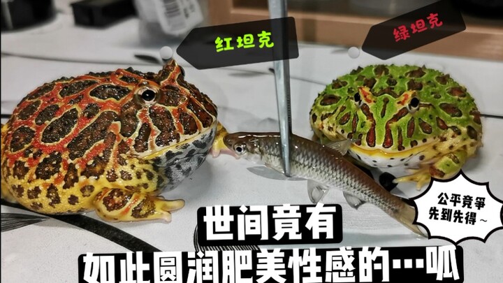 红坦克和绿坦克！乖乖站好等开饭～好危险差点就合体了。。