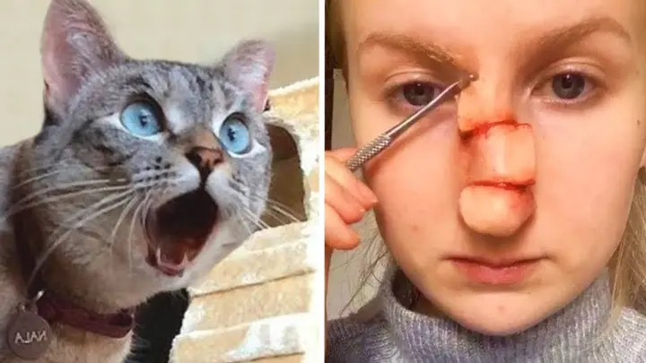 You need a laugh? Just watch these funny pets