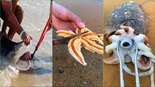 Catching Seafood 🦀🐙 ASMR Relaxing (Catch Shark , Catch Fish ,Deep Sea Monster ) - Tik Tok #491