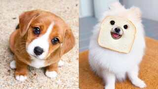 Baby Dogs - Cute and Funny Dog Videos Compilation #28 | Aww Animals