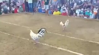 WIN MANOK NI SAN PEDRO HEHE