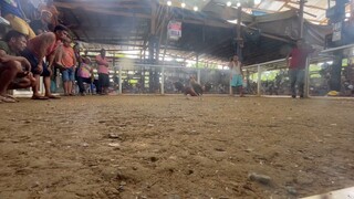 Boston Roundhead ( 2nd fight win) matira matibay