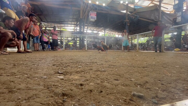 Boston Roundhead ( 2nd fight win) matira matibay