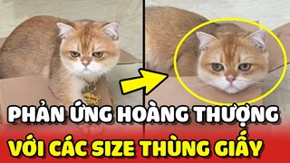 Thử phản ứng của Hoàng Thượng với các size THÙNG CARTON 😂 | Yêu Lu