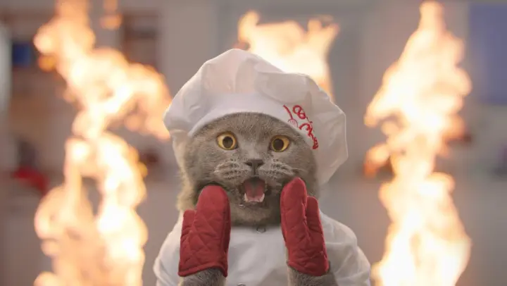 The Cat Cooking Show 2