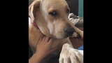 Peliharaan Imut|Gabungan Cuplikan Perilaku Aneh Anjing