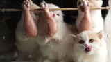 Binatang|Anak Kucing Makan Paha Ayam