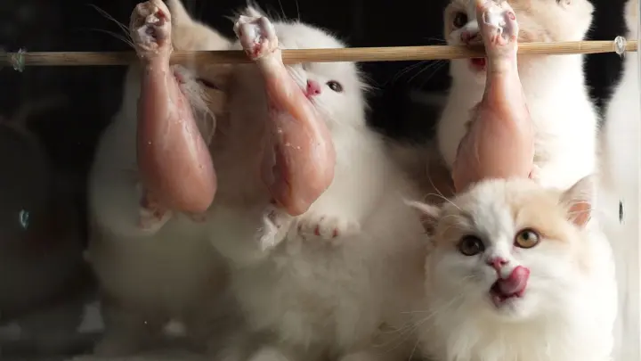 Animal|Kitten Eats Chicken Legs