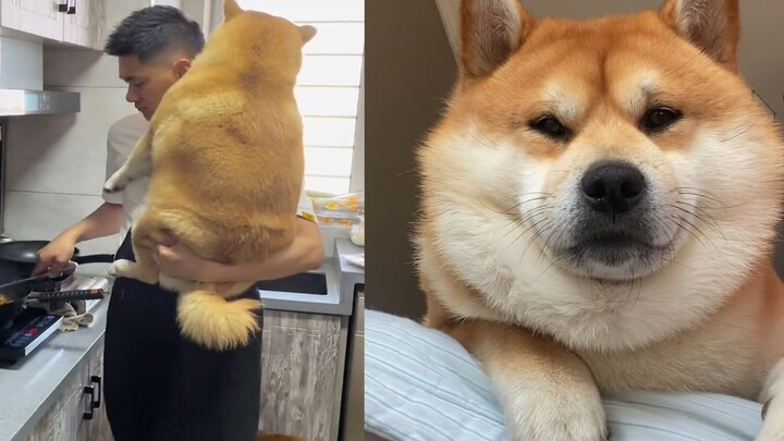 The 40-pound Shiba Inu acted coquettishly and wanted to be hugged while the owner was cooking. The o