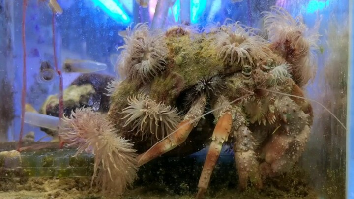 [Animals] Oversized Hermit Crab Overgrown With Anemones