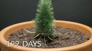 Video tua nhanh thời gian 300 ngày này cho thấy cách một hạt giống trong quả thông phát triển thành 