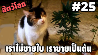 Ep.25 เราไม่ขายเป็นใบ เราขายเป็นต้นครับ ''ทรงเอ''มาเอง ( สัตว์โลกกวนตีน ) - [ พา