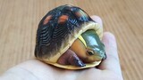 I bought a yellow-margined box turtle online for 138 yuan without any breeding risk, it's so cute
