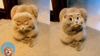 Pets Try On Snapchat Filters | MEOW