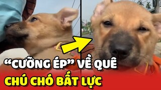 Phản ứng của bé Cún khi bị Sen "CƯỠNG ÉP" về quê 😂 | Yêu Lu