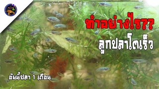 เลี้ยงปลากัดอย่างไรให้โตเร็วโตไวและแข็งแรงสไตล์korattv