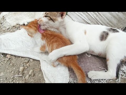 Si Oyen Bermanja-Manja Dengan Ibunya