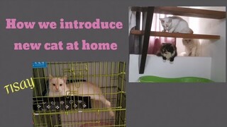 How to introduce new cat at home? || Clowder zone