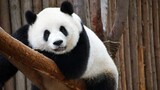 [Panda Mengmeng] Mengmeng, Apakah Kau Benar-benar Berusia Tiga Tahun?