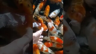cá vàng bơi 🎏🐟🎏🐟 hai vây xinh xinh