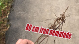 [Kumpulan Hewan] Nematoda besi sepanjang 80 cm ditemukan setelah hujan