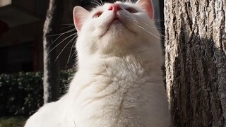 一切只为了活下去：流浪猫白居易在疫情期间仍然坚持营业