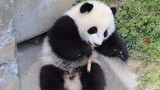 Dou Dou, Anak Panda Liar, Sangat Manis & Imut