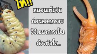 รวมคลิปตลกๆ : เรื่องของหนอนที่สุดเเสนน่ากลัว!!